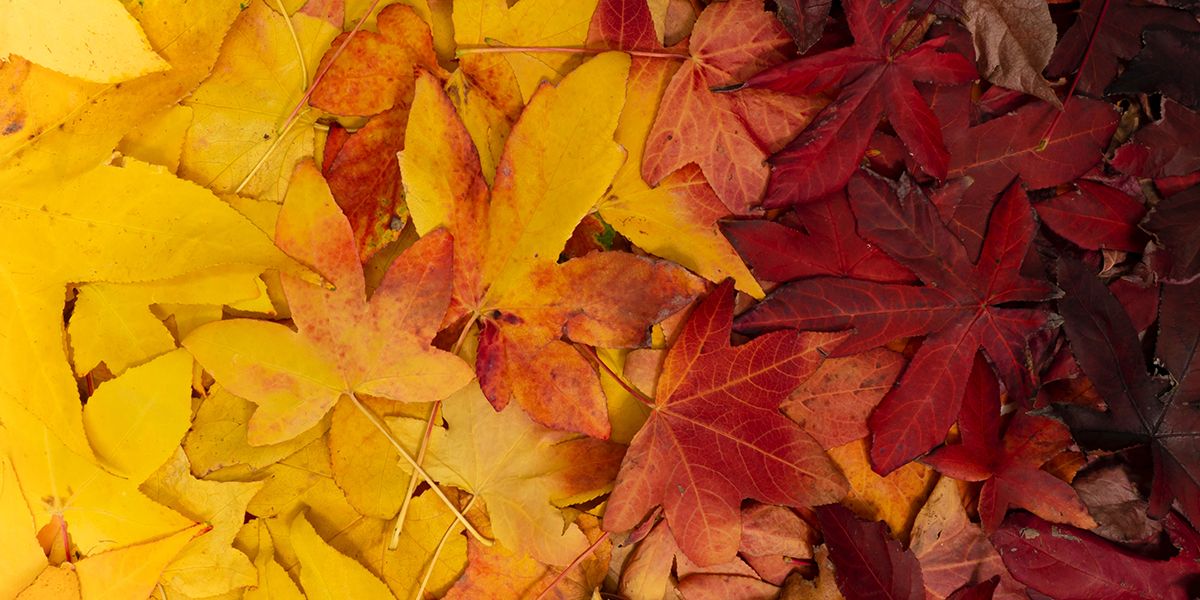 叶子从黄色渐变到红色.jpg